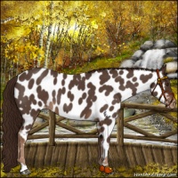 Horse Color:Liver Red Roan Appaloosa