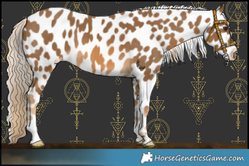 Horse Color:Chocolate Palomino Appaloosa