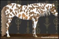 Horse Color:Chocolate Palomino Appaloosa 