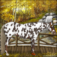 Horse Color:White Spotted Liver Chestnut Near Leopard 