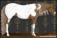 Horse Color:Chocolate Palomino Appaloosa