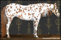 Horse Color:Chestnut Near Leopard 