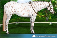 Horse Color:Red Roan Appaloosa