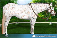 Horse Color:Red Roan Appaloosa 