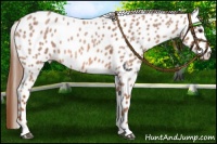 Horse Color:Red Roan Appaloosa 