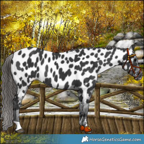 Horse Color:Black Appaloosa Rabicano 
