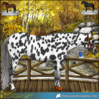 Horse Color:Black Near Leopard Rabicano 