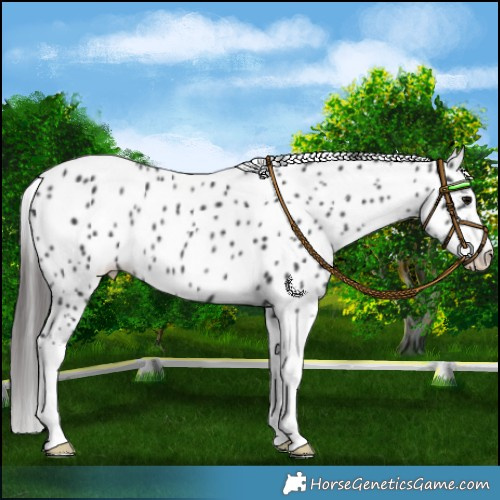 Horse Color:Black Splash Appaloosa 
