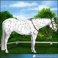 Horse Color:Black Splash Appaloosa 