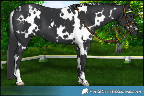 Horse Color:White Spotted Black 