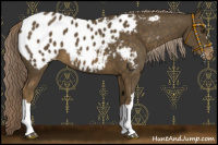 Horse Color:Chocolate Palomino Blanket