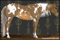 Horse Color:White Spotted Chocolate Palomino
