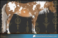 Horse Color:White Spotted Chocolate Palomino
