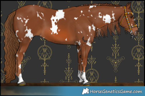 Horse Color:White Spotted Chestnut 