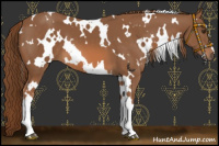 Horse Color:White Spotted Chestnut