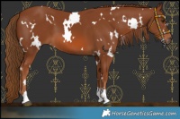 Horse Color:White Spotted Chestnut 