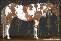 Horse Color:White Spotted Chestnut 