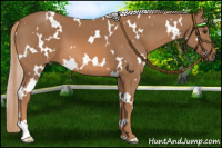Horse Color:White Spotted Chestnut 