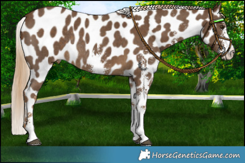 Horse Color:Chocolate Palomino Sabino Appaloosa Rabicano 