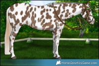 Horse Color:Chocolate Palomino Sabino Leopard Rabicano 