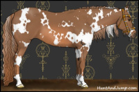 Horse Color:White Spotted Chestnut 
