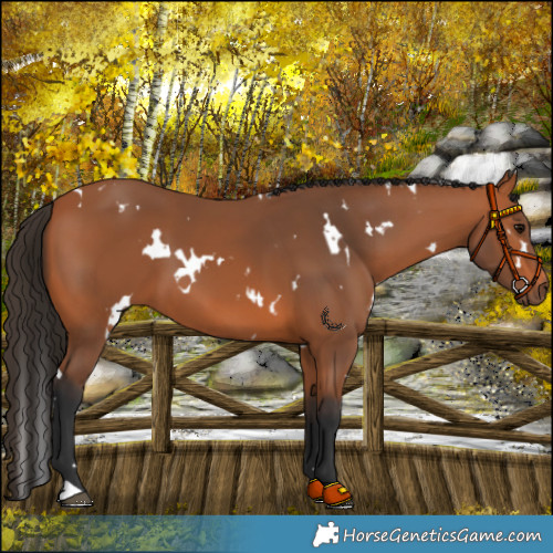 Horse Color:White Spotted Bay 