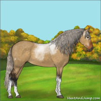 Horse Color:Gray Silver Buckskin Dun Tobiano 