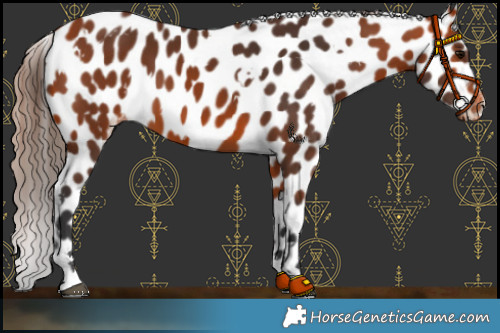 Horse Color:White Spotted Bay Appaloosa 