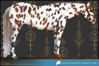 Horse Color:White Spotted Bay Near Leopard 