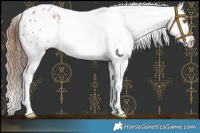 Horse Color:White Spotted Red Dun Appaloosa 