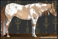 Horse Color:White Spotted Red Dun Appaloosa