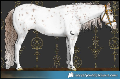 Horse Color:White Spotted Chestnut Sabino Appaloosa 