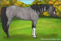 Horse Color:Blue Roan 