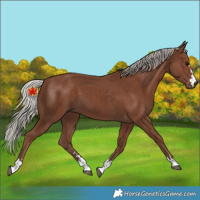 Horse Color:Unknown 