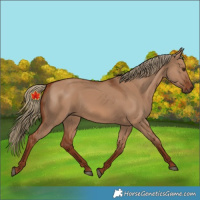 Horse Color:Unknown 