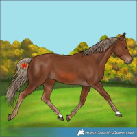 Horse Color:Unknown 