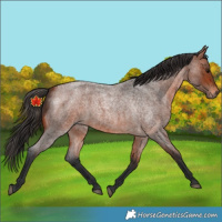 Horse Color:Unknown 