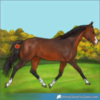 Horse Color:Unknown 