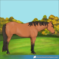 Horse Color:Bay 