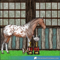 Horse Color:White Spotted Bay Tobiano Appaloosa Rabicano 