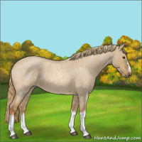 Horse Color:Red Dun Roan Splash Frame Rabicano 