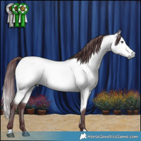 Horse Color:Chocolate Buckskin Chinchilla 