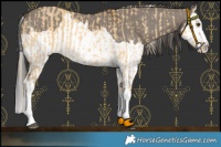 Horse Color:Palomino Dun Splash and Smoky Grullo Splash