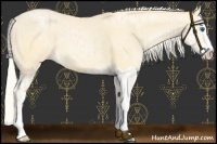 Horse Color:Cremello Splash and Palomino Pearl Splash
