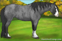 Horse Color:Blue Roan Sabino Splash  and Blue Roan Sabino Splash 