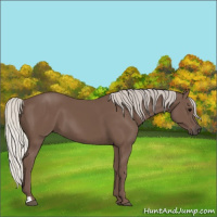 Horse Color:Silver Black 