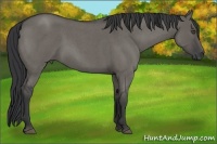 Horse Color:Grullo Roan 