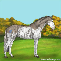 Horse Color:Grullo Sabino Splash  and Silver Grullo Sabino Splash 