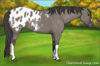 Horse Color:Grullo Appaloosa 