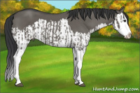 Horse Color:Grullo Sabino Splash  and Grullo Sabino Splash 